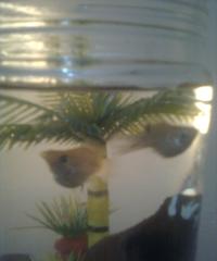 Setelah <i>Air Mata Buaya</i>, Kini Fadli Zon Tulis Puisi tentang Ikan Merah Bertubuh Kurus