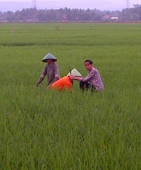 Tokoh Cilacap: Jokowi ke Persawahan Desa Kami Ternyata Cuma Mau Ambil Gambar Pemotretan