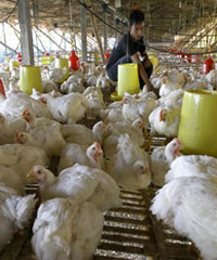 Harga Ayam Di Tingkat Peternak Masih Anjlok