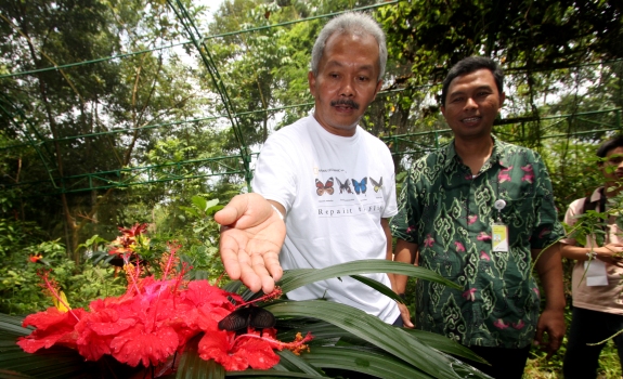 Konservasi Kupu-kupu Pertamina