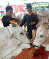 Sukses Himpun Dana Zakat, Kini Dompet Dhuafa Jalankan Program Tebar Hewan Kurban