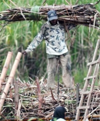 Peduli Petani, Syarat Mutlak untuk Menjadi Menteri Pertanian