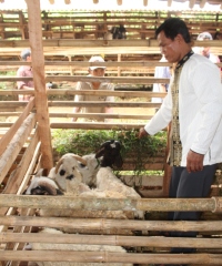 Dompet Dhuafa Berdayakan Peternak Kelas Bawah Menjadi Insan Mandiri dan Sukses