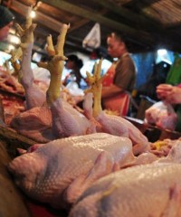 Ekspor Jadi Salah Satu Cara Jaga Harga Daging Ayam