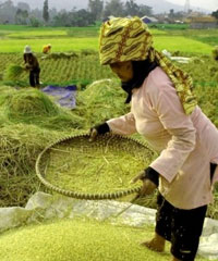 Mentan Fokus Benahi Bibit & Pasar Untuk Capai Swasembada Pangan