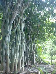 Luar Biasa<i>!</i> Pohon Bambu Berbentuk Keris Tumbuh di Wonosobo