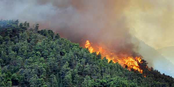 Ini Langkah Pemerintah Antisipasi Kebakaran Hutan dan Lahan di Riau