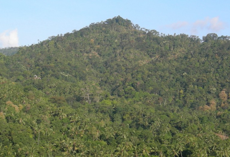 Cegah Konflik, Hutan Desa Sebaiknya Dikelola BUMDes