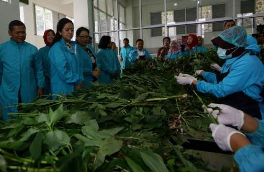 Menteri Puan Maharani Mau Bangun Kemandirian Bangsa Lewat Jamu
