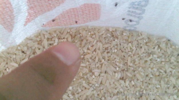 Mensos: Jika Ketemu Raskin Berkutu Segera Ditukar