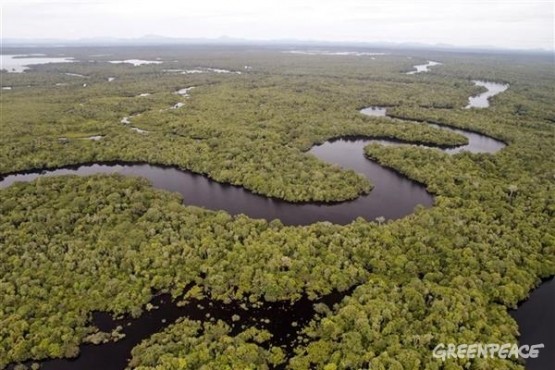 PP Gambut Tidak Direvisi 300 Ribu Pekerja Bakal di PHK
