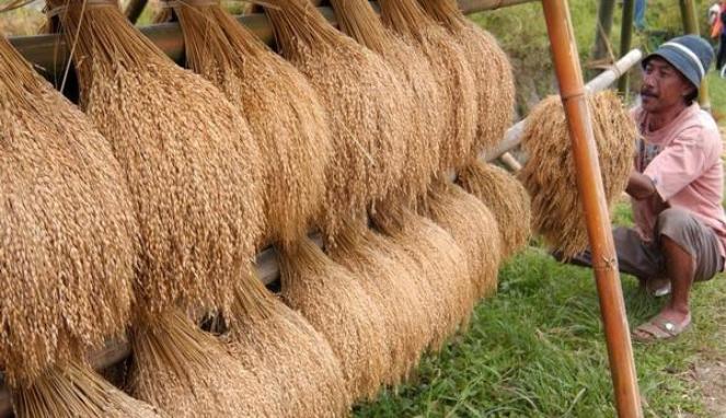 Bulog Lelet Beli Gabah, Daya Beli Petani Anjlok