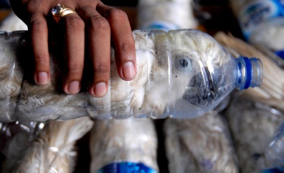 Kakaktua Jambul Kuning di dalam Botol