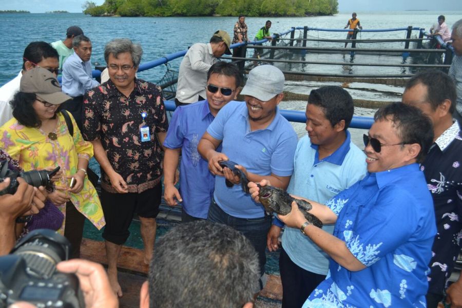 Panen Ikan Kerapu Hybrid Berbasis IMTA