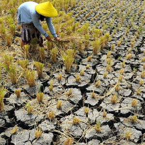 Presiden Jokowi, Tolong Dong Bantu Petani yang Gagal Panen