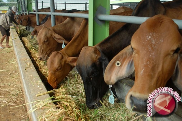 Komjen Buwas Temukan 500 Ekor Sapi Belum Dipotong Padahal Sudah Penuhi Syarat