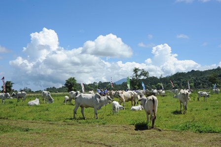 Kementerian ATR/BPN Sediakan Padang Rumput bagi Peternak