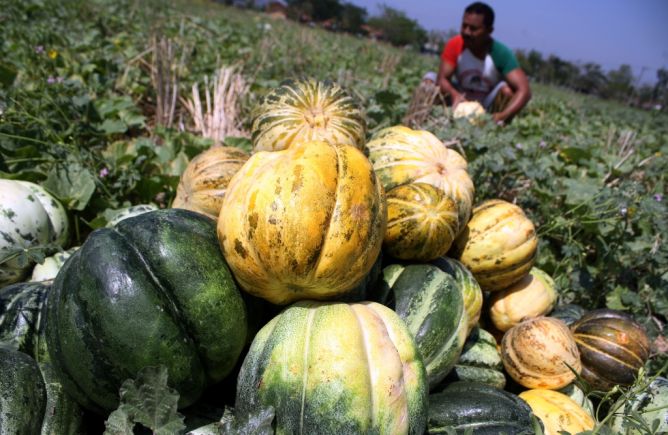 Dana PMN Bisa Dialokasi untuk Kebutuhan Rakyat