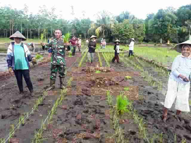 TNI dan Warga Lakukan Penanaman Padi Sistem jajar Legowo