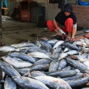 Tingkatkan Harga Jual, Ikan Di Indonesia Diberi Label