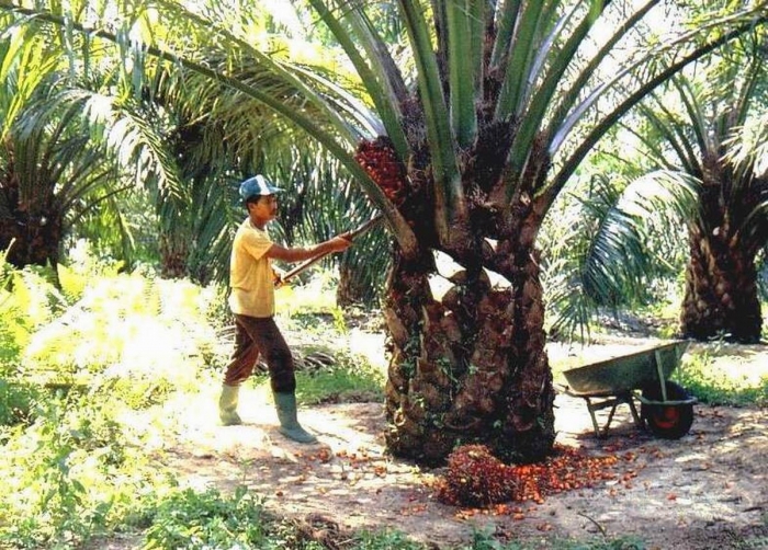 Peraturan Presiden 61/2015 Modus Baru Perampokan Uang Petani