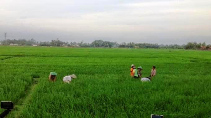 Tak Ditanggapi Jokowi, Petani Sawit Gugat Perpres 61/2015 Ke MA