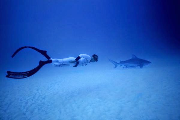 Banyuwangi Akan Gelar Underwater Festival Dan Fish Market Festival