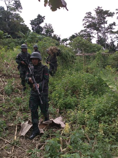 Lagi, Prajurit TNI Temukan Ladang Ganja di Papua