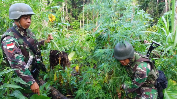 Satgas Pamtas Kembali Temukan Ladang Ganja Di Perbatasan RI-PNG