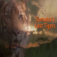 Membanggakan, "Sumatra's Last Tiger" Toreh Prestasi Di Festival Film New York