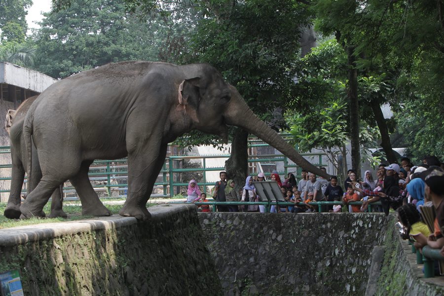 Download 6000 Koleksi Gambar Gajah Pakai Blangkon Terbaik HD