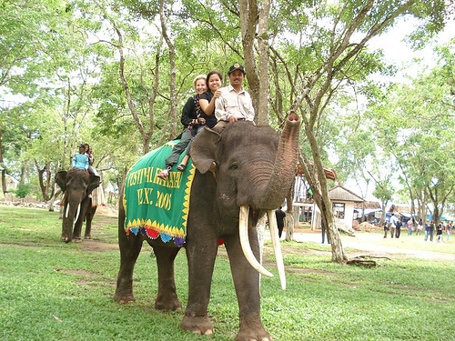 Atraksi Gajah Tunggang Hanya Membuat Gajah Menderita