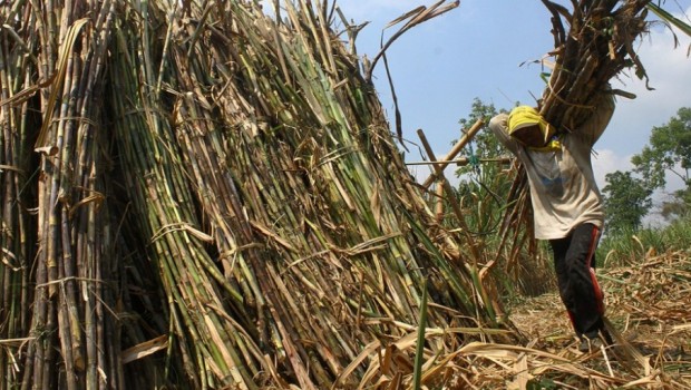 La Nina Berdampak Turunnya Produksi Gula