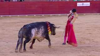Matador Spanyol Tewas Ditanduk Banteng
