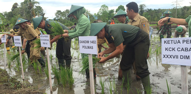 Prajurit TNI Bersama Masyarakat Tanam Padi Serempak Di Sulbar