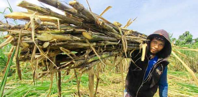 Pengusaha Senang Petani Meradang...