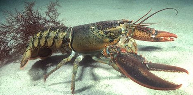 Terungkap, Penghasil Lobster Terbesar Di ASEAN Selundupkan Bibit Dari Indonesia