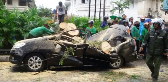 Tidak Semua Korban Pohon Tumbang Bisa Minta Ganti Rugi