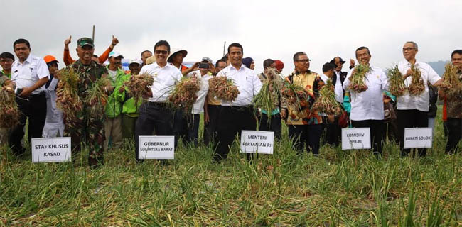 Mentan Targetkan Solok Jadi Lumbung Bawang Merah Di Sumatera