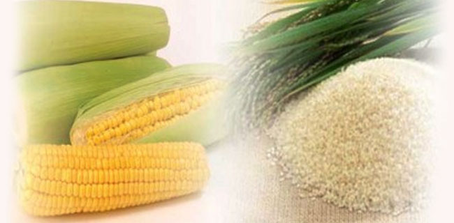 Produksi Beras Dan Jagung Surplus