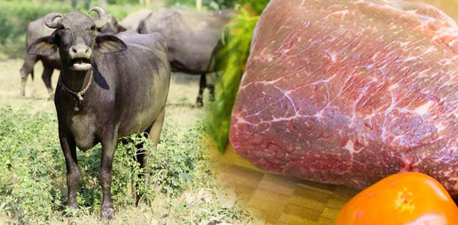 Impor Daging Kerbau Lebih Baik Dihentikan