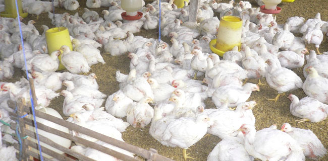 RNI Kembangkan Bisnis Ternak Unggas Modern