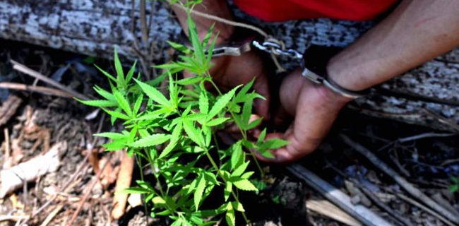 BNN Diminta Bebaskan Si Penanam Ganja Untuk Pengobatan Istri