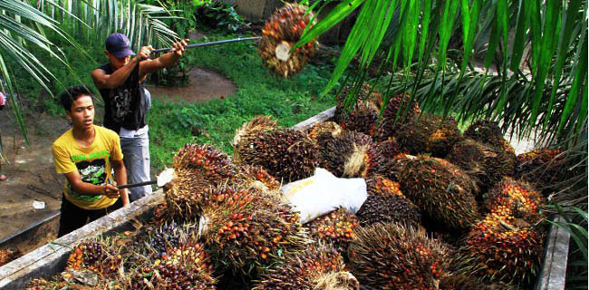 Larangan Ekspor CPO Ancam Target Pertumbuhan Ekonomi