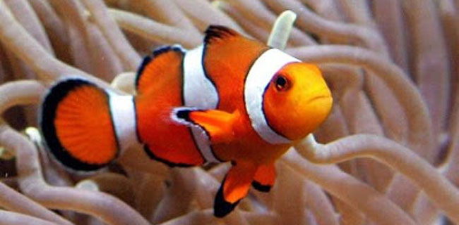 7400 Koleksi Gambar Kolase Ikan Nemo Gratis