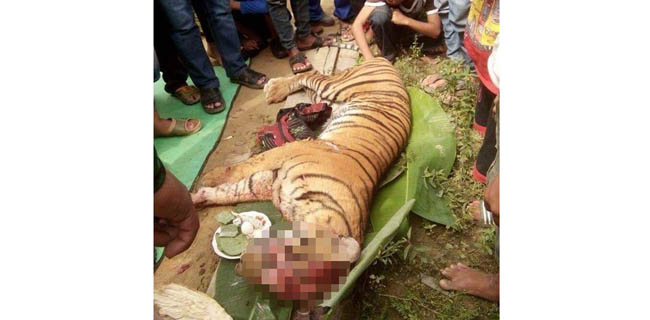 Kerusakan Hutan Bisa Juga Jadi Faktor Harimau Masuk Ke Perkampungan Di Labura