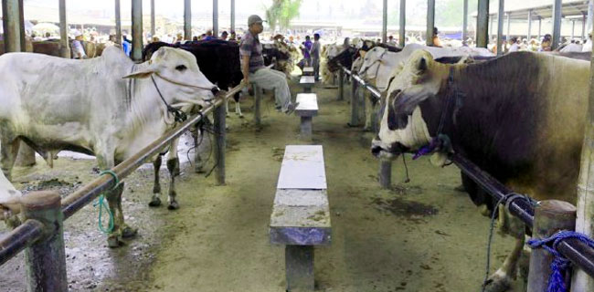 Nah, Rumah Potong Hewan Bakal Diawasi Reserse...