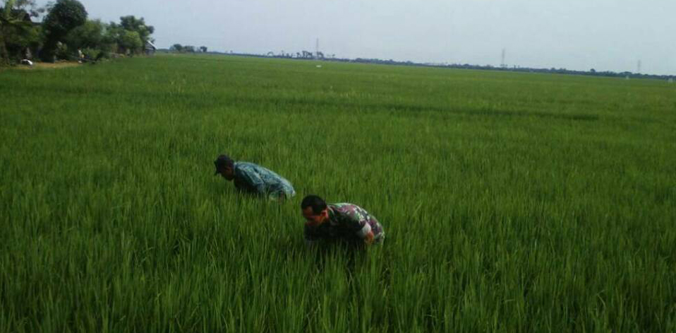 Di Bulan Ramadhan TNI Tetap Dampingi Petani