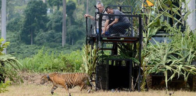 Panglima TNI Bersama Tommy Winata Lepas Harimau Sumatera