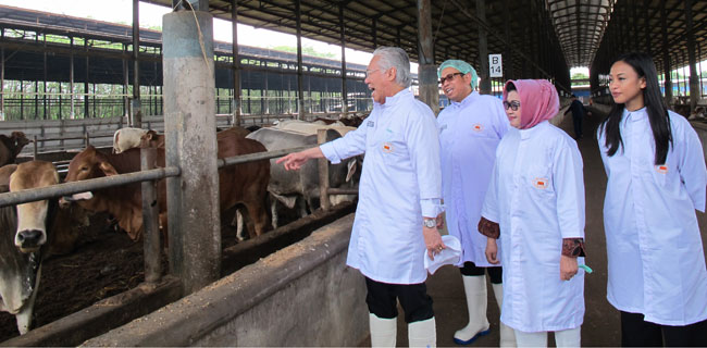 KIBIF Jamin Penuhi Kebutuhan Daging Sapi Selama Bulan Puasa Dan Lebaran